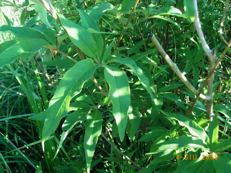 Vitex agnus-castus / Agnocasto